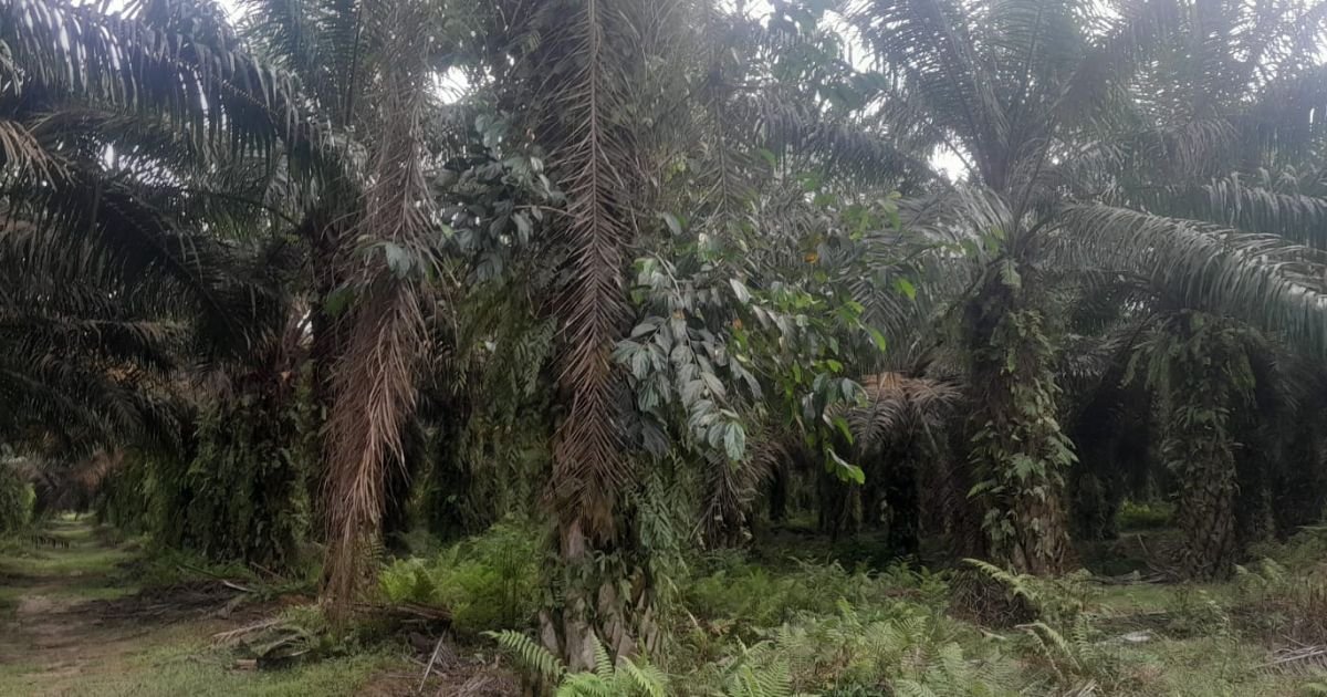 Diduga Tanaman Sawit Tak Diurus, Oleh Perkebunan  PTPN IV Tana Itam Ulu Kab Batu Bara Seperti Ada Pembiaran ?