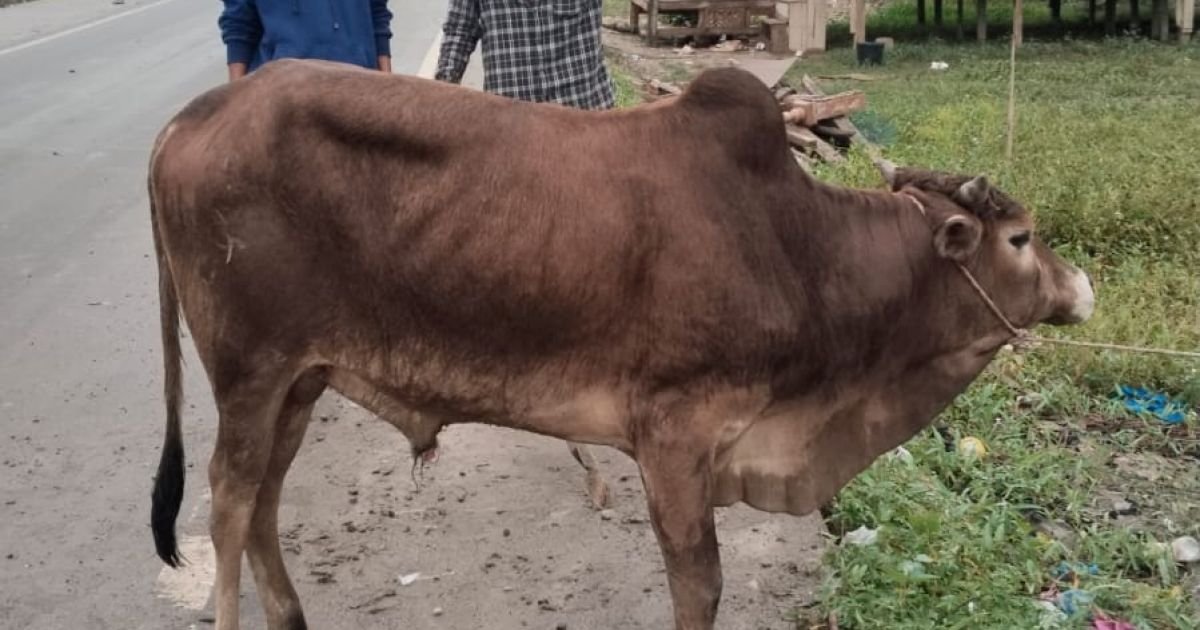 Di Tengah Anggaran Rp70 Miliar Lebih, Warga Korban Banjir Aceh Timur Hanya Terima Segenggam Daging Meugang