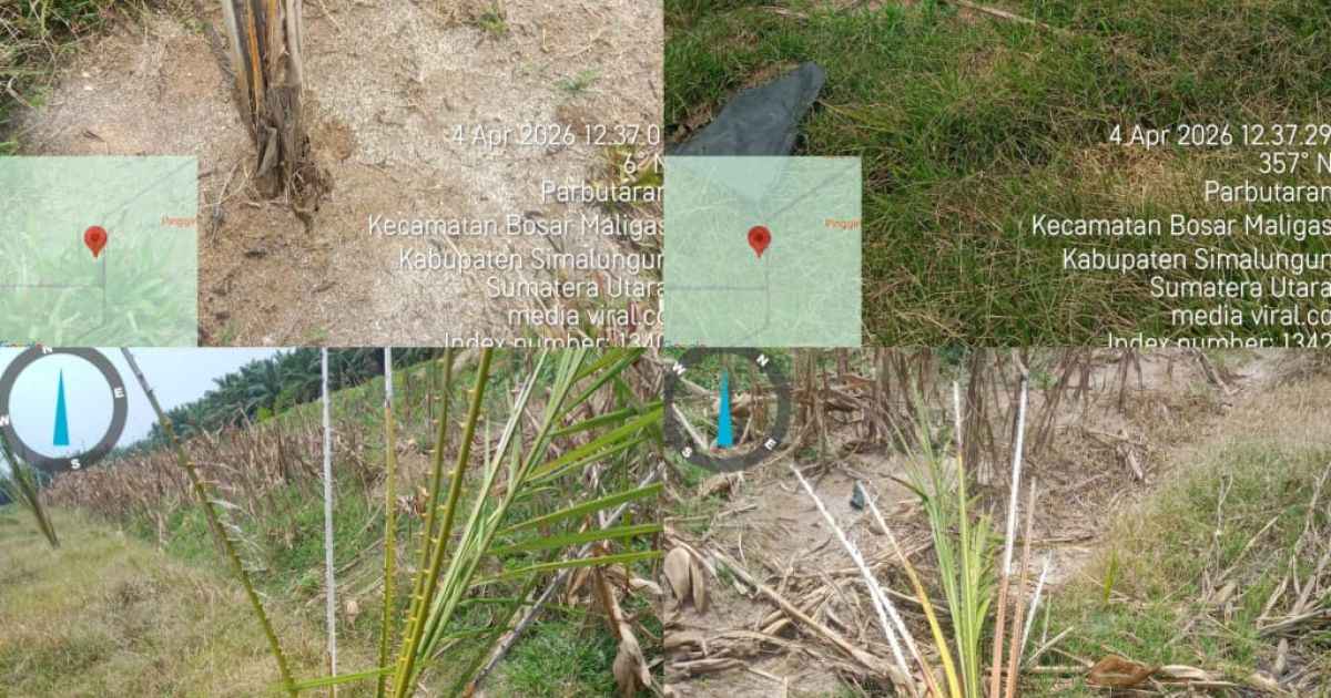 Gawat Dari Bibit Kampung Ke Kuburan Sawit: Dugaan Skandal Busuk Kebun Mayang, Uang Negara Seolah Dihabisi Diam-Diam !