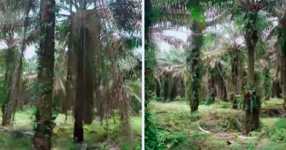 Ratusan Hektar Sawit Unit  Kebun Mayang PTPN IV Regional II  Tidak Di Pruning  Kemana Anggaran Pemeliharaan?