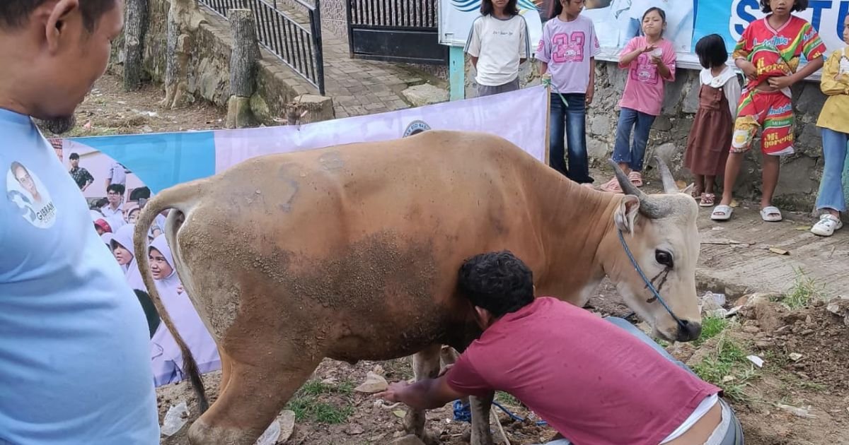 SPPG Sukajaya Sipayung Gelar Potong Sapi, Sajikan Menu Spesial