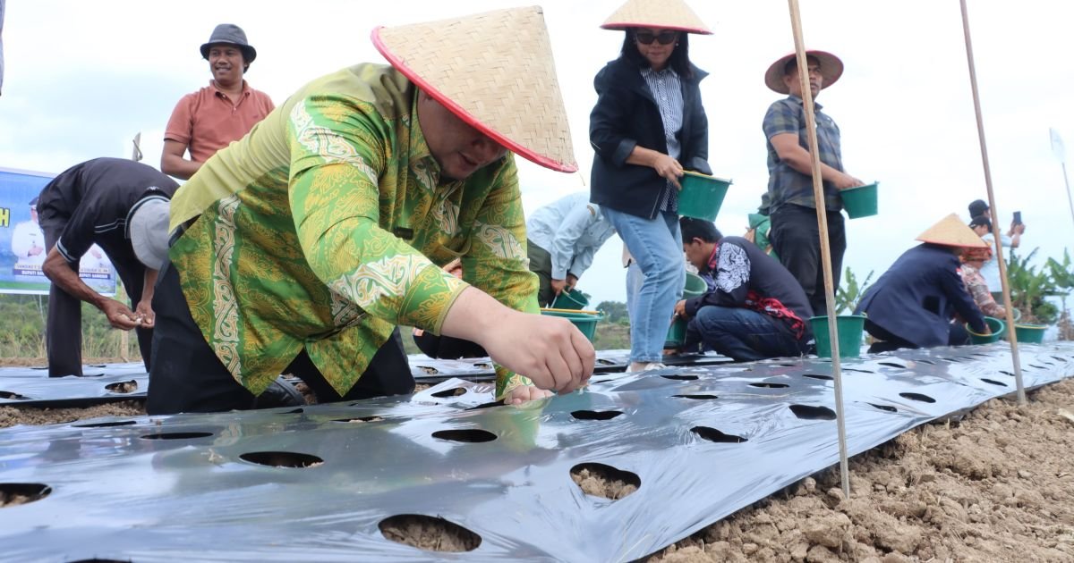 Jawab Kepercayaan Pusat, Bupati Samosir Tanam Bawang Putih Bantuan Kementan bersama Kelompok Tani