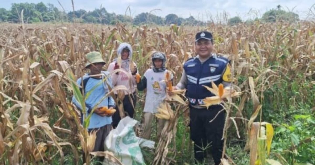 Dukung Ketapang, Bhabinkamtibmas Polsek Siantar Marihat Sambangi Warga Binaan Panen Jagung