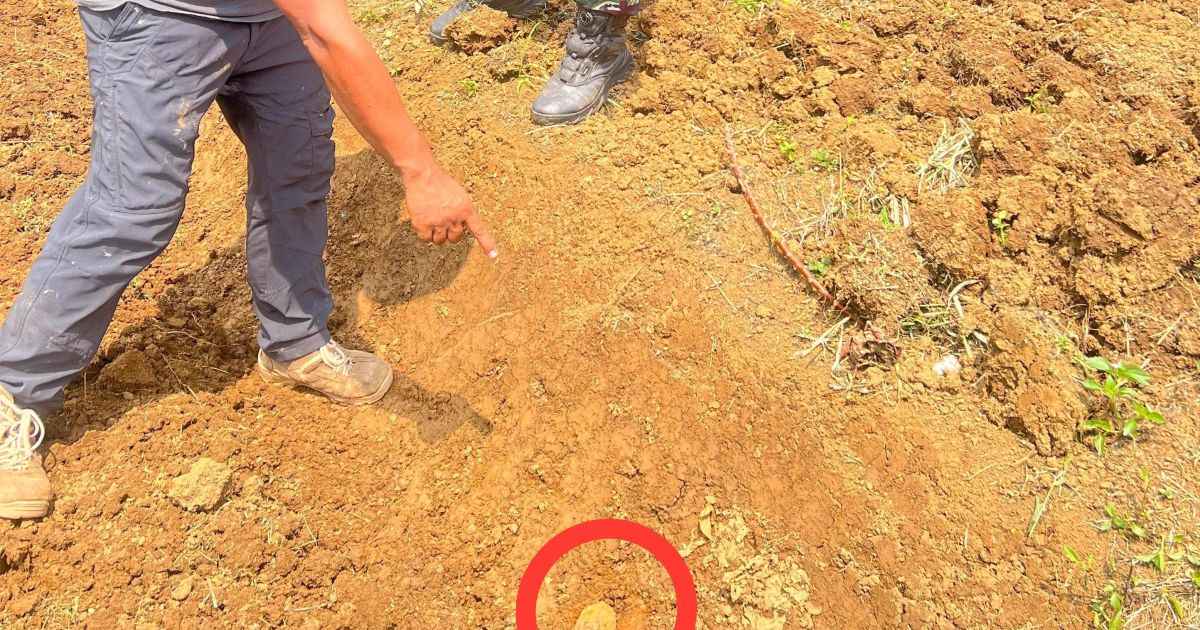 Warga Cigudeg Dikejutkan Penemuan Dua Granat Tua di Lahan Perkebunan