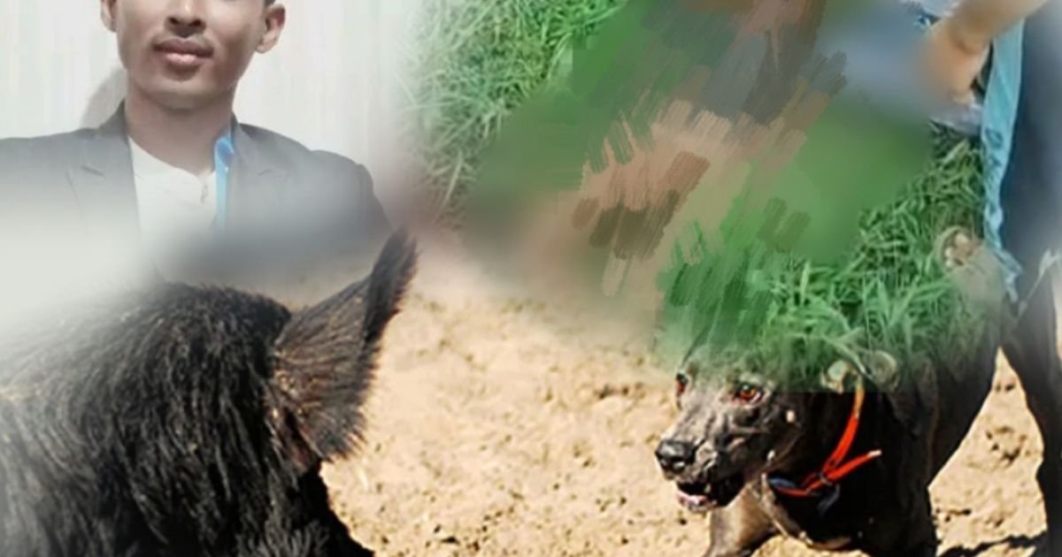 Tragedi Anak 9 Tahun Tewas, Advokat Muda Desak Pemilik Anjing Harus Bertanggung Jawab Polres Bogor Diminta Usut Tuntas