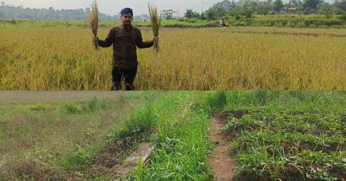 Ketahanan Pangan Warga di Kabupaten Bogor Kecamatan Jasinga dan Tenjo Terancam Sawah Kering