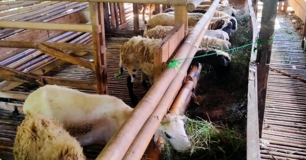 Bantu Ekonomi Warga, Desa Cibeuteung Kembangkan Peternakan Kambing