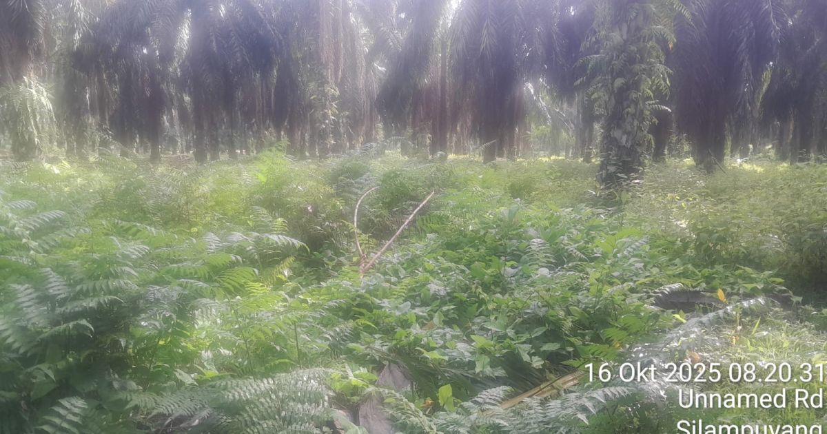 Tak Terawat,Tanaman Pohon Sawit Milik PTPN lV Regional ll Kebun Marihat Jadi Sorotan ?