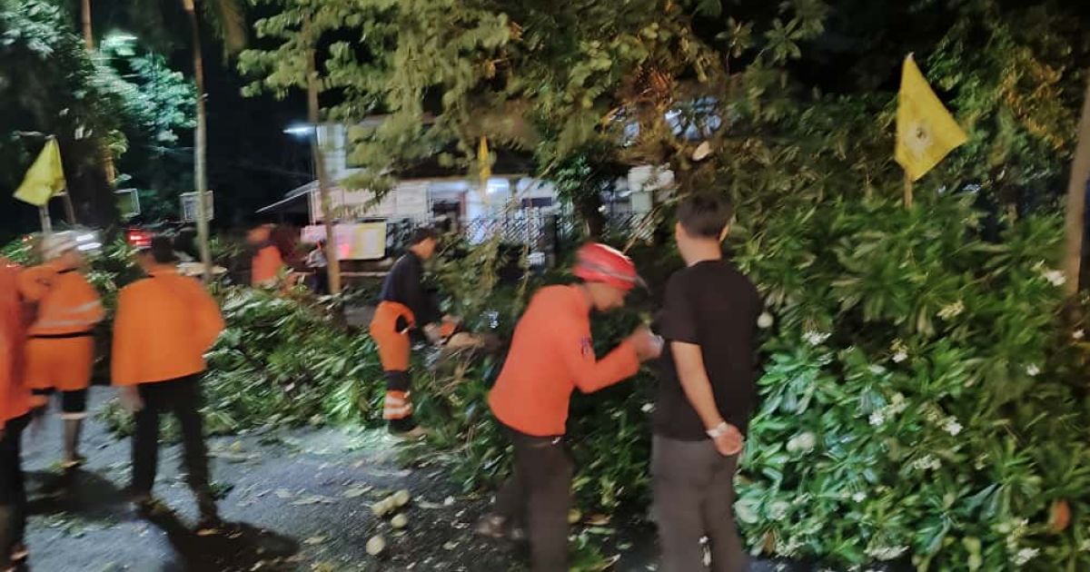 Pohon Besar Tumbang di Sekitar Kantor PWI Kota Bogor, BPBD Lakukan Evakuasi Cepat