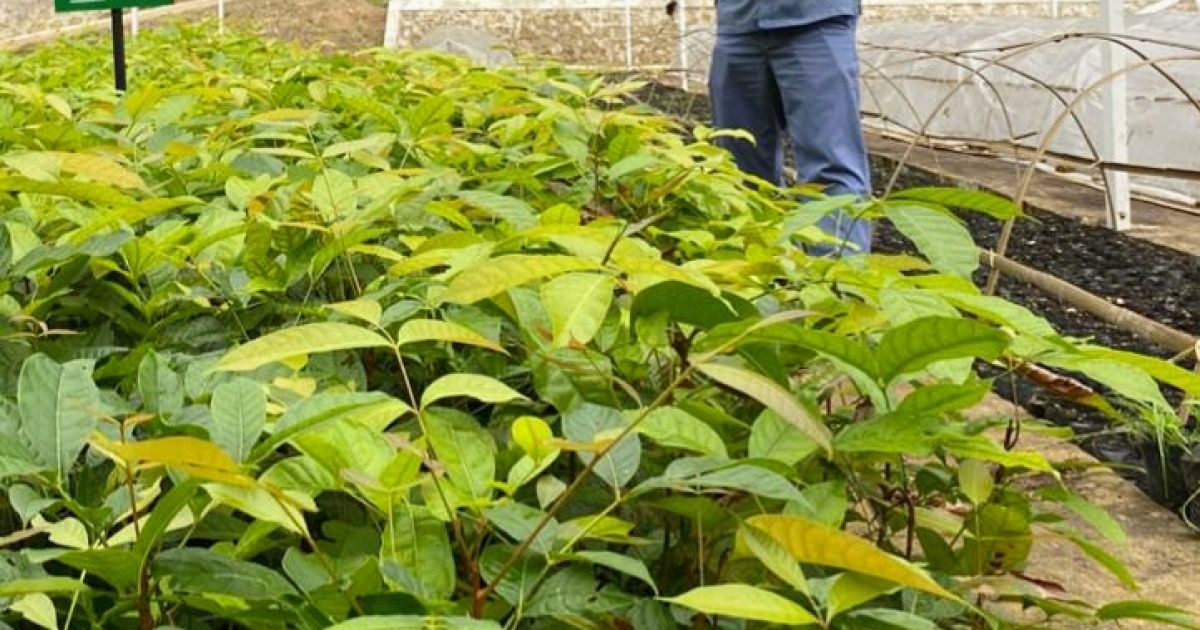 INALUM dan PJT I Perkuat Konservasi Danau Toba Lewat Penanaman Pohon dan Pembibitan Modern
