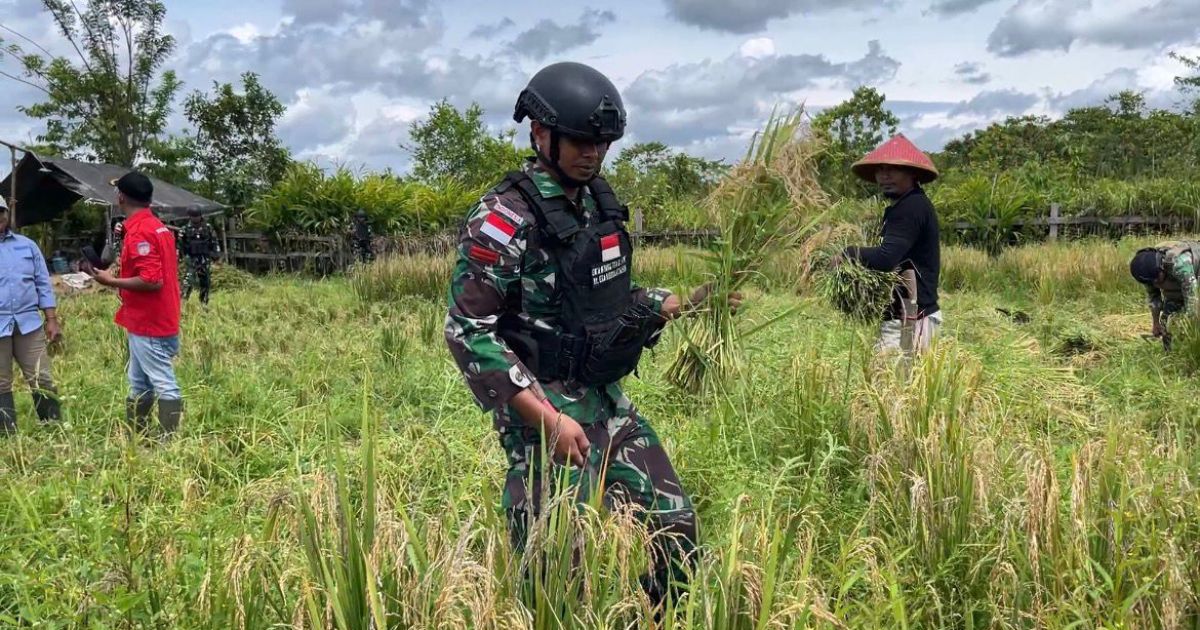 Dukung Ketahanan Pangan, Satgas Pamtas Kewilayahan RI-PNG Yonif 410/Alugoro Panen Raya Padi Bersama Masyarakat