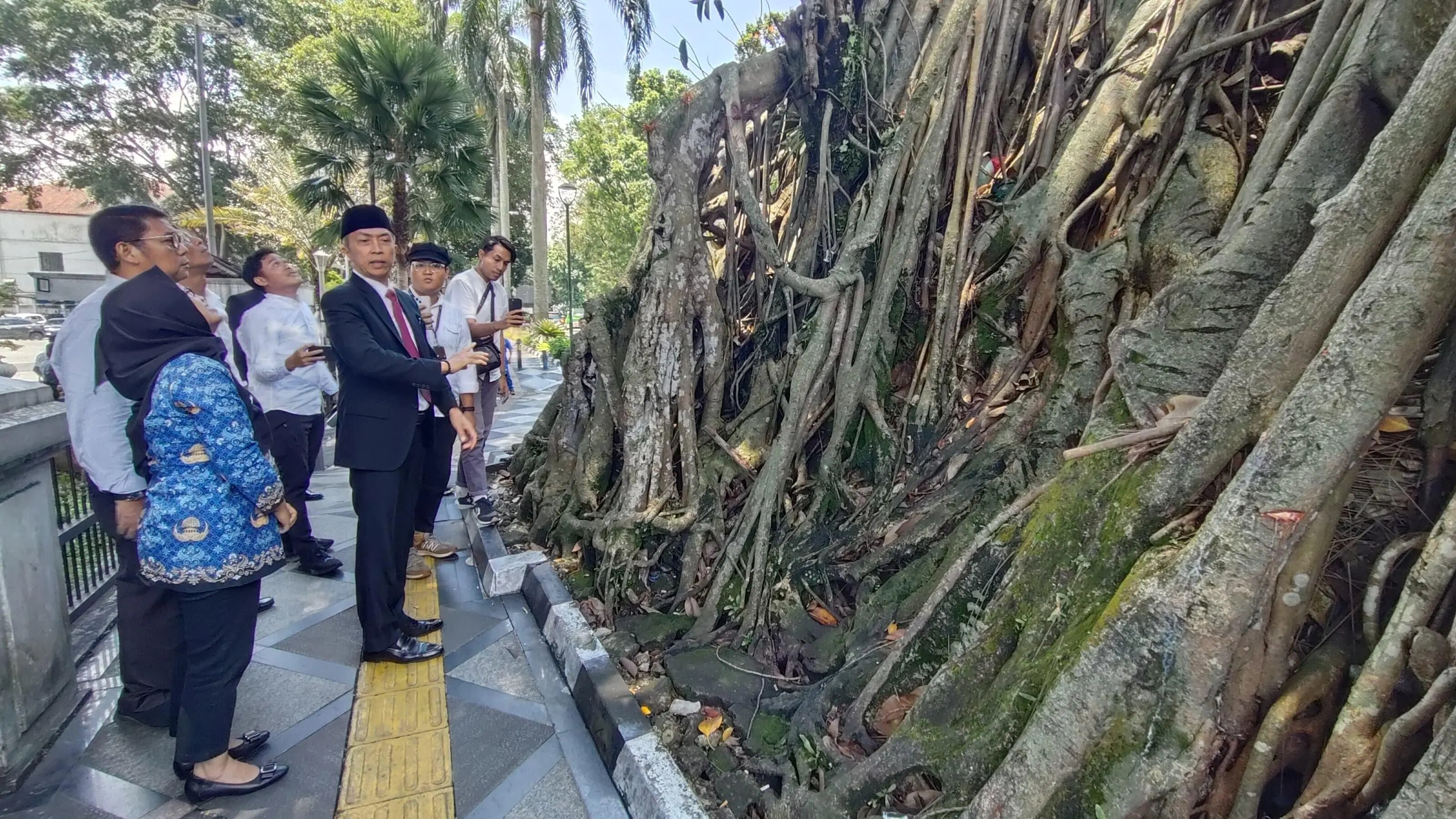 Berpotensi Membahayakan, Dedie Rachim Soroti Pohon Karet Kebo yang Sudah Berusia 70 Tahun