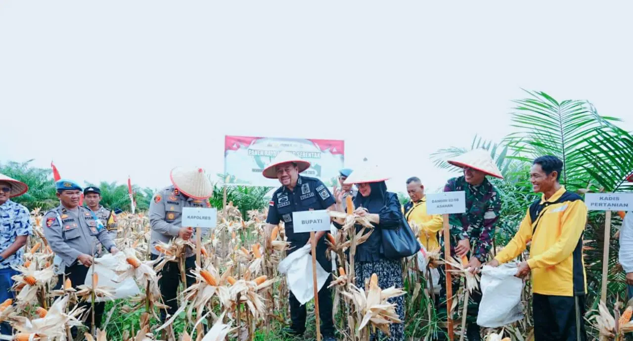 Dukung Swasembada Pangan 2026, Bupati Batu Bara Hadiri Panen Raya Jagung Serentak Kuartal III