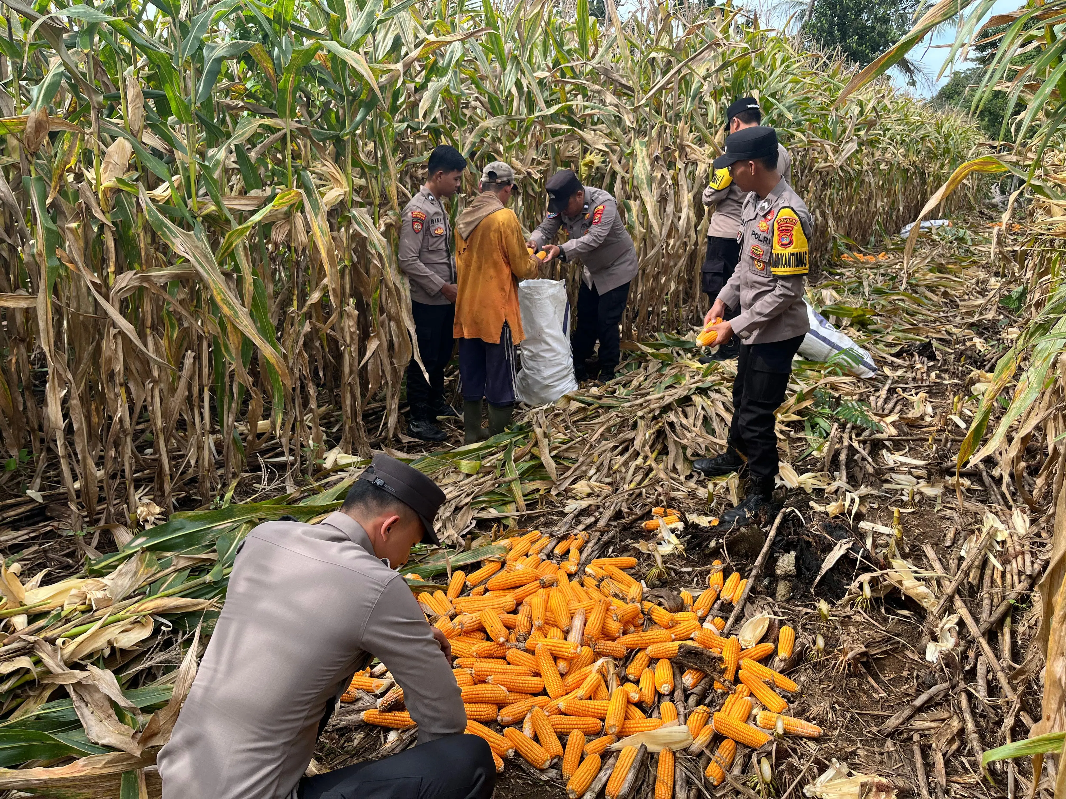 Polsek Bengkunat Laksanakan Panen Jagung Berkala Dukung Program Ketahanan Pangan Polres Pesisir Barat