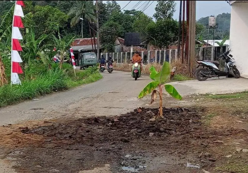 Warga Kesal, Jalan Rusak Berlubang di Tanami Pohon Pisang